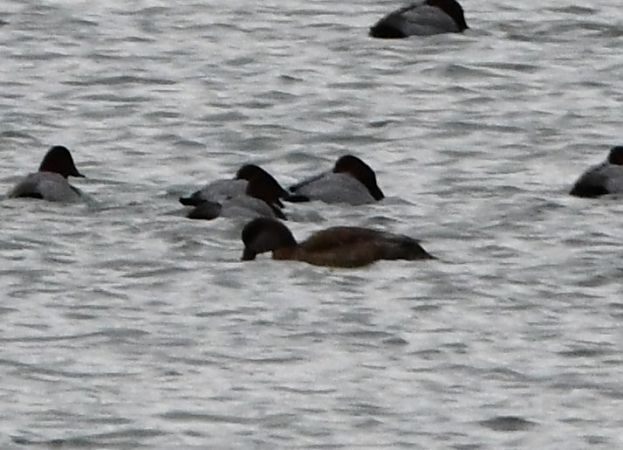 hełmiatka  - Rafał Berger