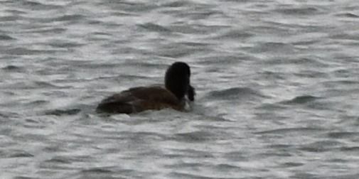 hełmiatka  - Rafał Berger