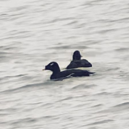 Kamtschatkasamtente  - Lena Pietrykowska