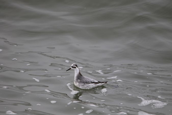 Phalarope à bec large  - Natalia Zielke