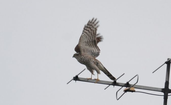 krogulec  - Rafał Walczybok