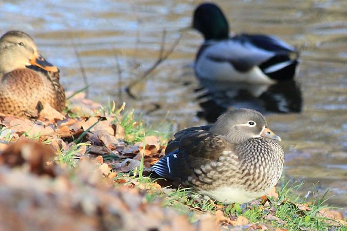 mandarynka  - Rafał Walczybok