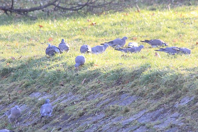 Pigeon ramier  - Rafał Walczybok