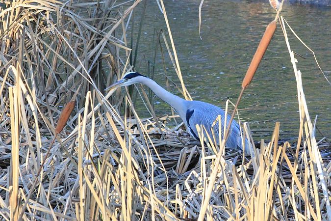 Grey Heron  - Rafał Walczybok