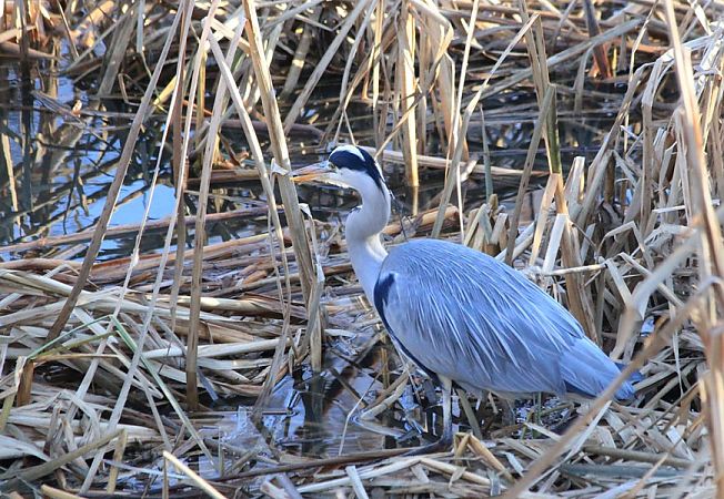 Héron cendré  - Rafał Walczybok