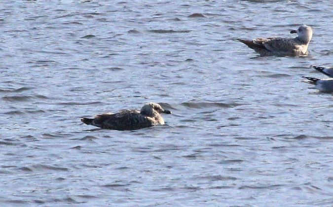 Silber-_oder_Mittelmeer-_oder_Steppenmöwe  - Rafał Walczybok