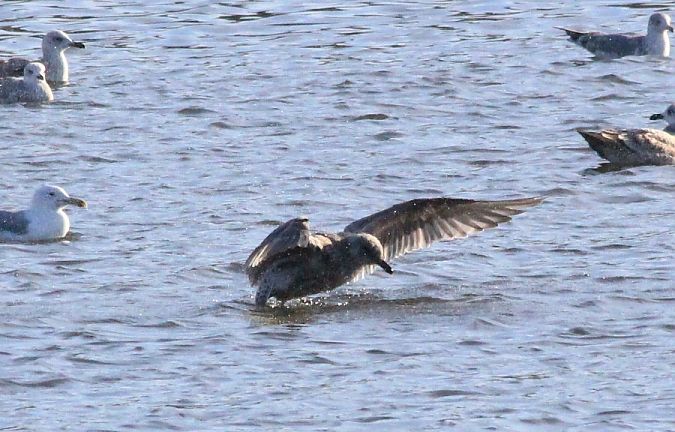 Goéland argenté, pontique ou leucophée  - Rafał Walczybok