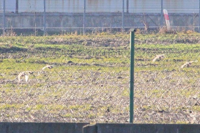 kuropatwa  - Rafał Walczybok