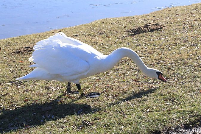 Mute Swan  - Rafał Walczybok