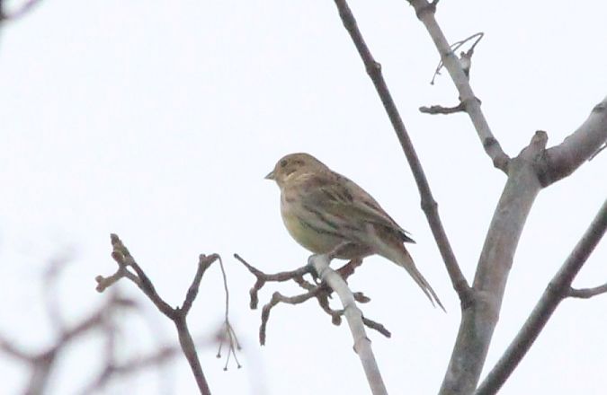 trznadel  - Rafał Walczybok