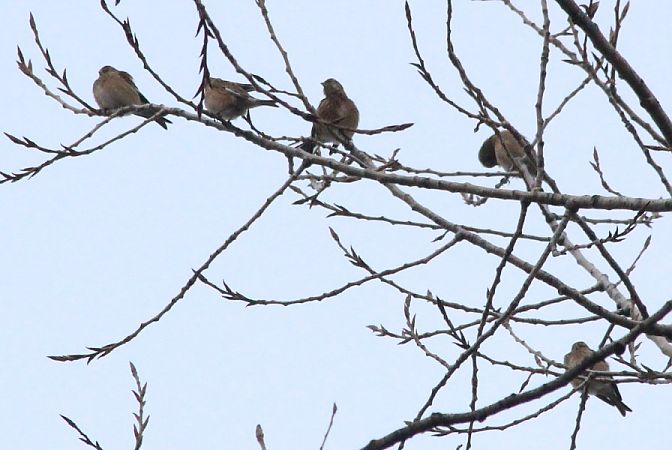 Common Linnet  - Rafał Walczybok