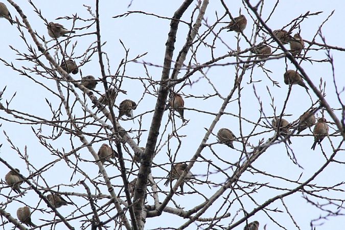 Linotte mélodieuse  - Rafał Walczybok