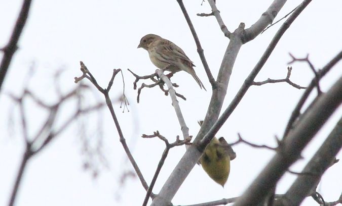 trznadel  - Rafał Walczybok