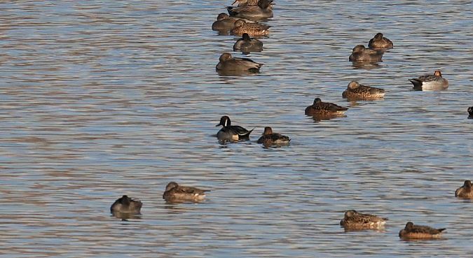 rożeniec  - Rafał Walczybok