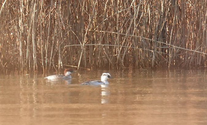 Smew  - Rafał Walczybok