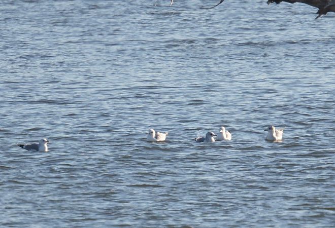 Common Gull  - Rafał Walczybok