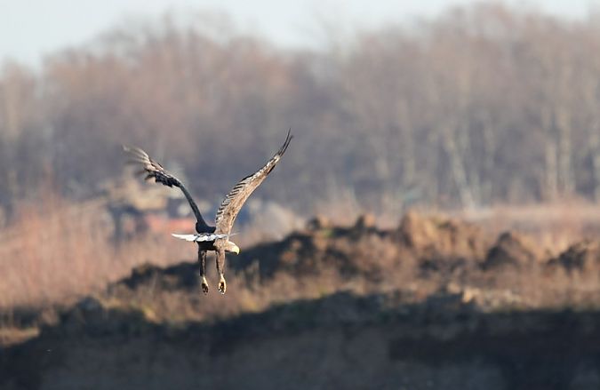 bielik  - Rafał Walczybok