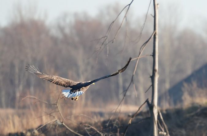 Pygargue à queue blanche  - Rafał Walczybok