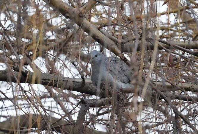 Stock Dove  - Rafał Walczybok
