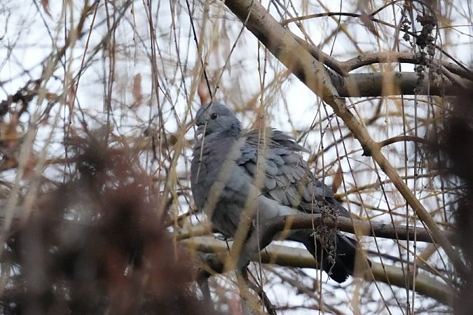 Pigeon colombin  - Rafał Walczybok