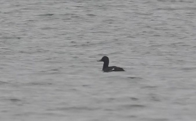 Macreuse brune  - Rafał Walczybok