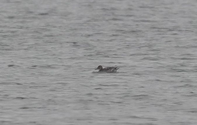 Canard pilet  - Rafał Walczybok