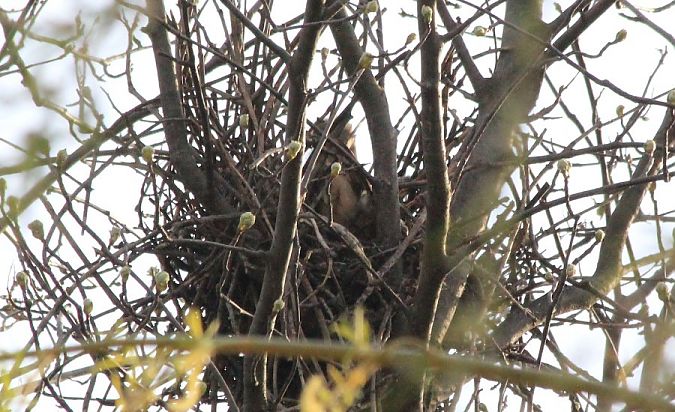 uszatka  - Rafał Walczybok