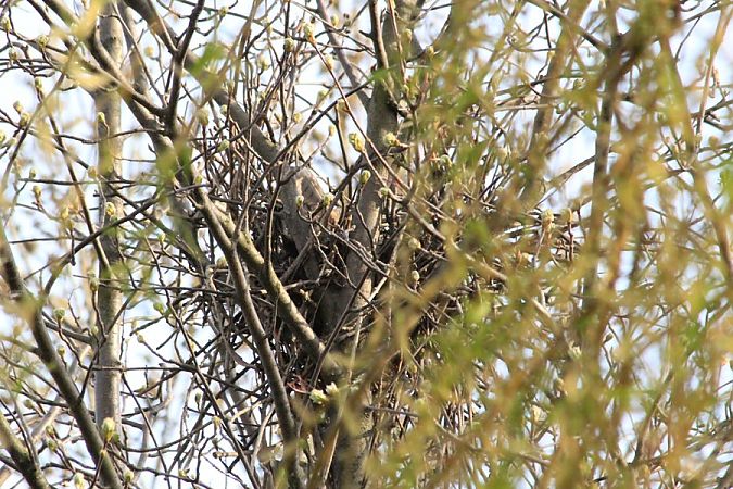 uszatka  - Rafał Walczybok