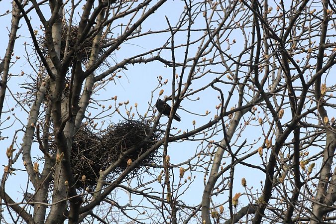 gawron  - Rafał Walczybok