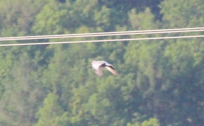 siniak  - Rafał Walczybok