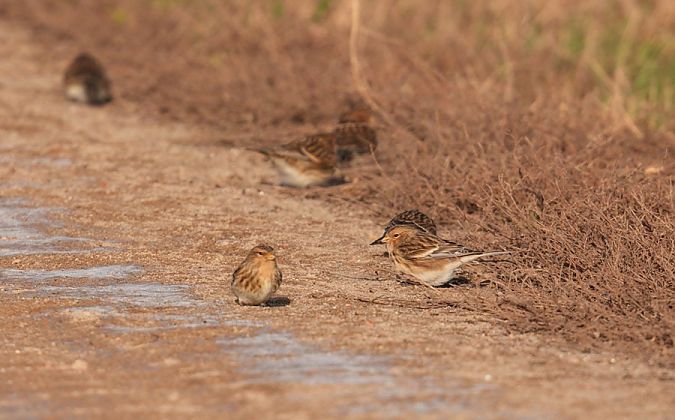 rzepołuch  - Rafał Walczybok