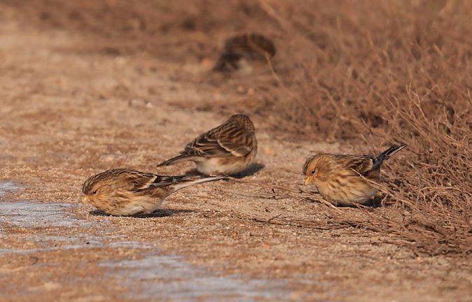 Berghänfling  - Rafał Walczybok