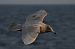 mewa blada  - Marcin Sołowiej