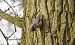 Eurasian Nuthatch  - Janusz Maliczak