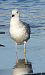 mewa srebrzysta / białogłowa / romańska  - Jarosław Słowikowski