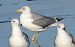 mewa srebrzysta / białogłowa / romańska  - Jarosław Słowikowski