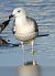 mewa srebrzysta / białogłowa / romańska  - Jarosław Słowikowski