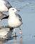 mewa srebrzysta / białogłowa / romańska  - Jarosław Słowikowski