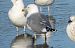 mewa srebrzysta / białogłowa / romańska  - Jarosław Słowikowski