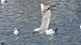 mewa białogłowa  - Jarosław Słowikowski