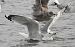 mewa białogłowa  - Jarosław Słowikowski