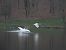 łabędź niemy 