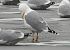 mewa srebrzysta / białogłowa / romańska 