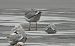mewa srebrzysta / białogłowa / romańska 