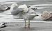 mewa srebrzysta / białogłowa / romańska 