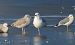 mewa srebrzysta / białogłowa / romańska 