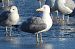mewa srebrzysta / białogłowa / romańska 