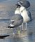 mewa srebrzysta / białogłowa / romańska 