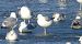 mewa srebrzysta / białogłowa / romańska 