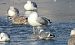 mewa srebrzysta / białogłowa / romańska 